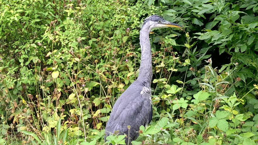 Great blue heron, summer time