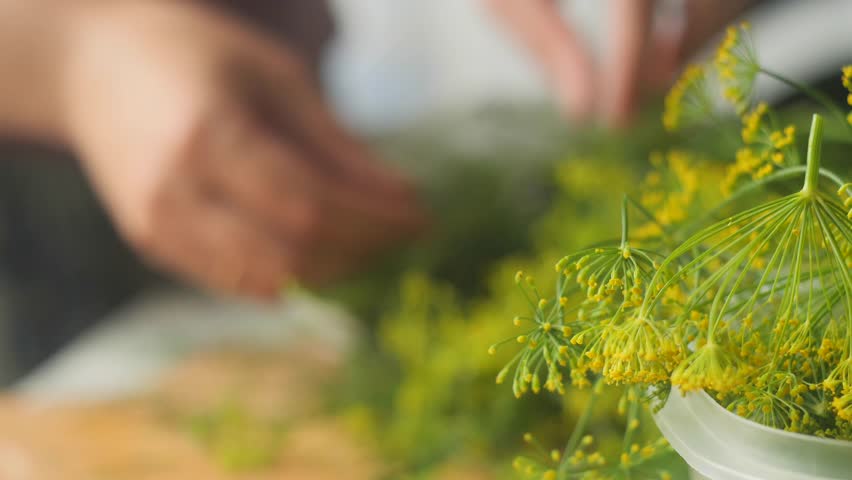 Hands carefully arranging fresh dill sprigs and blossoms for culinary use or storage
