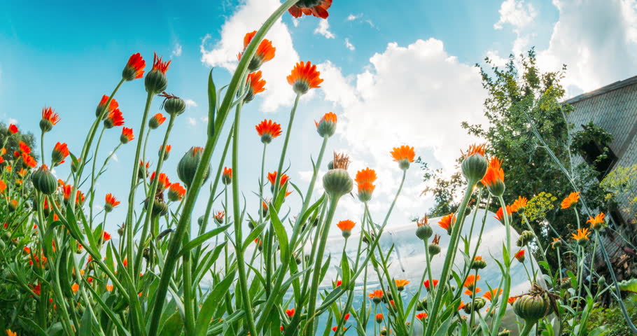 Slider shot Orange Flowers Of Calendula Officinalis. Medicinal Plant. Sunshine direct in camera. Agricultural Landscape. Summer Sky Above Calendula plants. Agricultural Concept Slider motion. Bottom