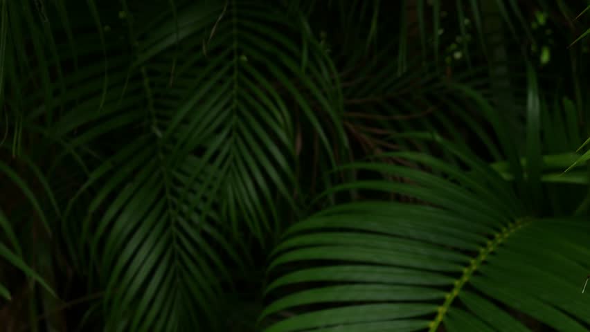 Tropical palm leaves green nature view decoration background texture.