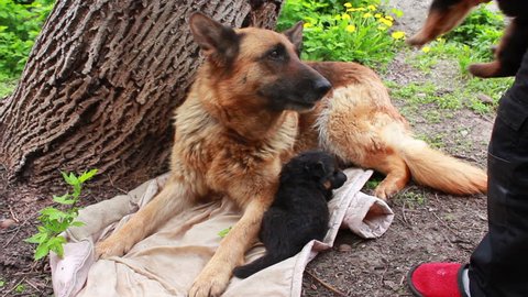 German Shepherd dog with puppies in the yard
