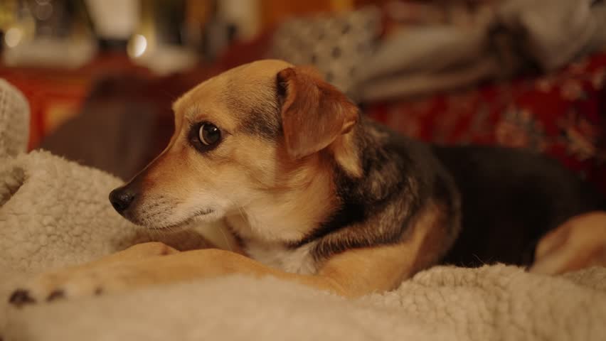 Small dog is lying on a sofa