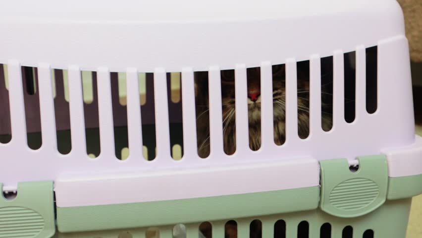  Close-up of a pet carrier with an aggressive rescued stray cat hissing inside, highlighting the textured plastic grid and the tense, defensive behavior of the animal in a confined space