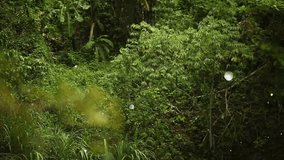 Close-up of dust particles gently falling on vibrant green leaves in a sunlit forest. - Powered by Shutterstock - Get 15% off with code: PIKWIZARD15