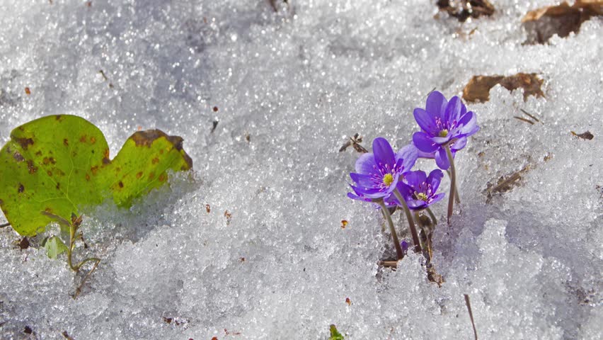 Purple Crocus Growing In The Early Spring Through Snow Stock Photo -  Download Image Now - iStock