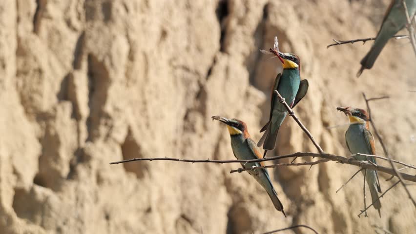 Three European bee-eaters resting on a branch in a colony