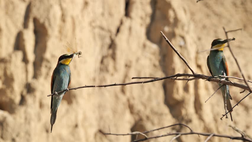 Three European bee-eaters resting on a branch in a colony