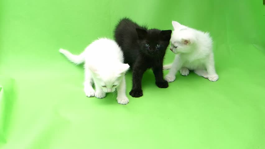 Portrait of Three Curious Kittens. Two White and One Black Fluffy Baby Cats Standing and Looking Up on Vibrant Green Background. Attentive and Playful Pets Exploring Their Surroundings.
