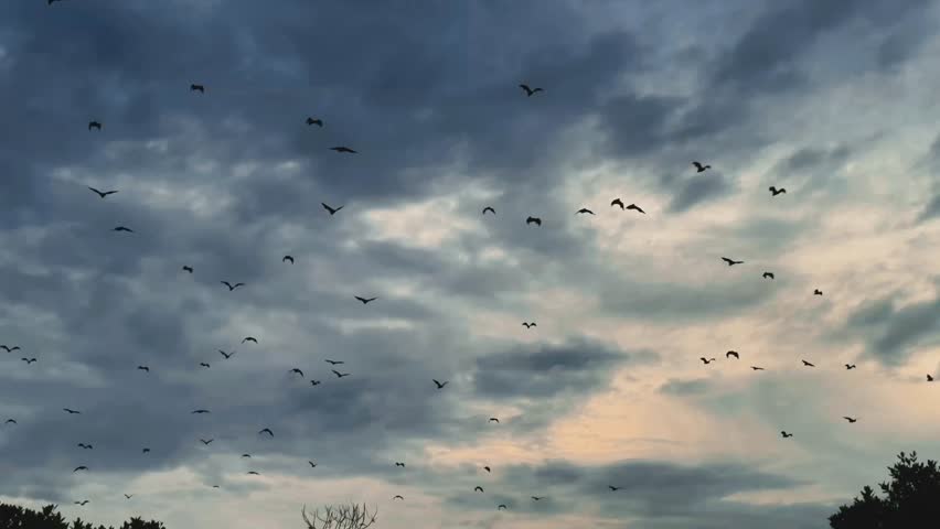 Flock of Flying Foxes Gliding Over Lake at Sunset – Tropical Wildlife in Majestic Evening Light
