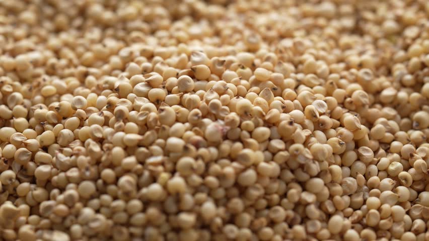 A closeup rotating footage of a large heap of raw Great Millet grains under bright natural light, with blurred background