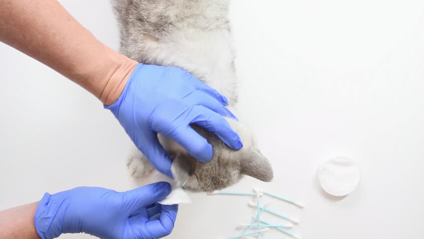 Veterinary professional carefully cleaning Scottish cat's ears with medical cotton, wearing protective blue gloves during comprehensive health check in sterile veterinary clinic