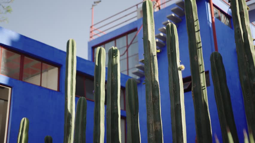 Cacti growing at the frida kahlo museum in mexico city