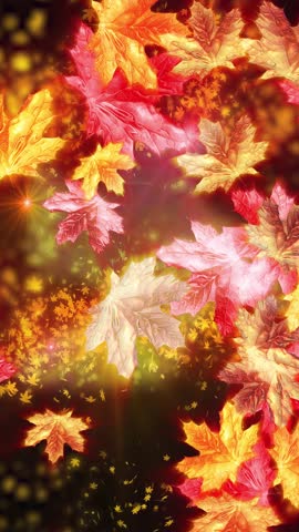 Autumn animation of falling maple leaves. Conveys the atmosphere of autumn nature.
