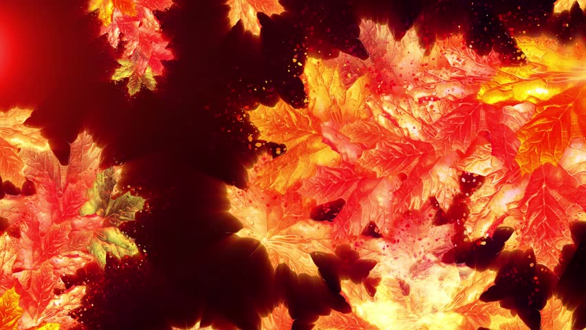Autumn animation of falling maple leaves. Conveys the atmosphere of autumn nature.
