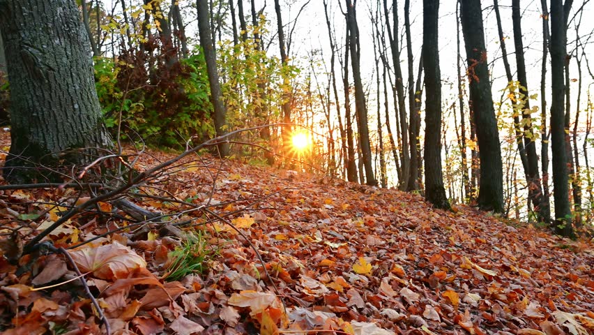 Autumn forest with yellow and red leaves of trees on the bank of the Volga River at sunset. Autumn forest scene