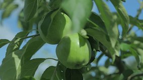 A ripe green apple with raindrops on an apple tree branch in the summer. Cultivation of environmentally friendly fruits. Harvesting apples. Sweet vitamin fruit dessert. Harvesting apples - Powered by Shutterstock - Get 15% off with code: PIKWIZARD15