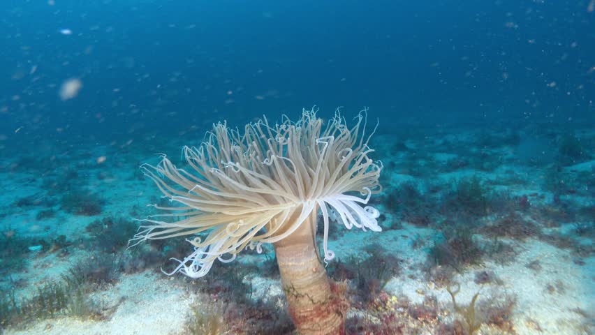 Deep underwater - Anemone closeup