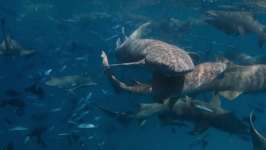 A group of nurse sharks swims through blue ocean, surrounded by schools of fish, creating a stunning marine wildlife scene. 