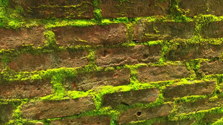 Close-up of an old red brick wall covered with vibrant bright green moss, creating a vivid natural texture. Perfect for grunge backgrounds, rustic design, and nature-themed visual projects.
