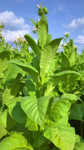 Green tobacco plants growing in field under blue sky with clouds, summer agricultural scene on a rural farm, vertical video