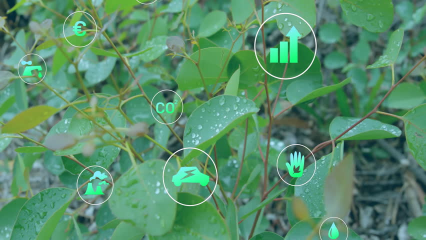 Opening close-up showing wet leaves, sustainability icons emerging, converging, visualizing data. Environmental, conservation, eco, renewable, nature, technology, data