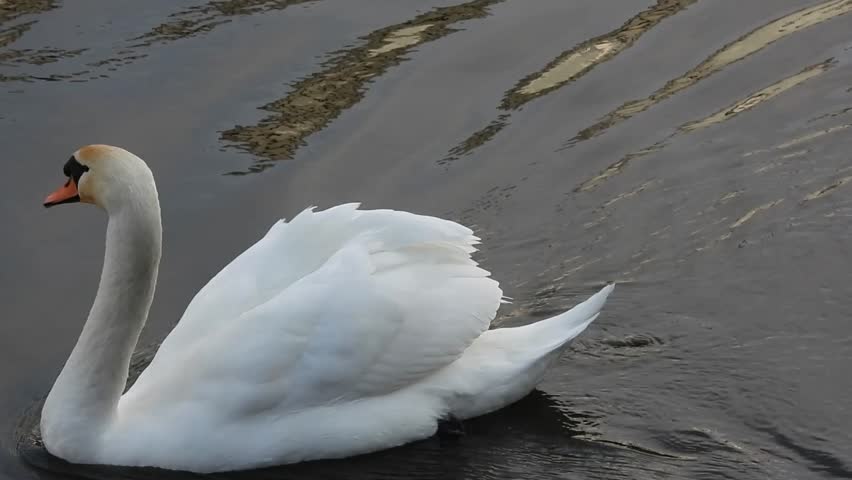 Mute Swan (Cygnus olor) in the black waters of the River Shannon in Athlone, Ireland