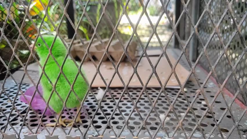Unique Green Chick in Confinement