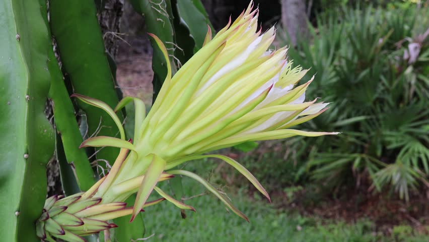 This video showcases two fully bloomed dragon fruit flowers. One is viewed from the side, highlighting its delicate petals, while the other is filled with buzzing fruit flies. Florida, July 12, 2025
