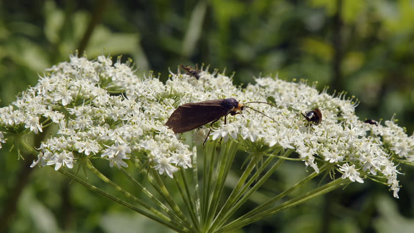 Black moth joined by bees looking for nectar in white flower blossoms