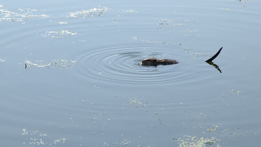 Cute little muskrat eating at surface of pond submerges underwater