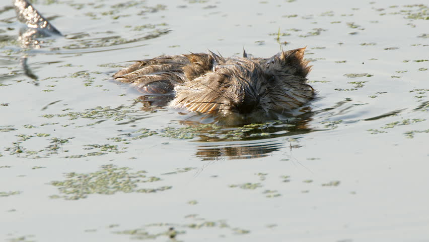 Closeup facing camera, wetland muskrat feeds in wetland pond water
