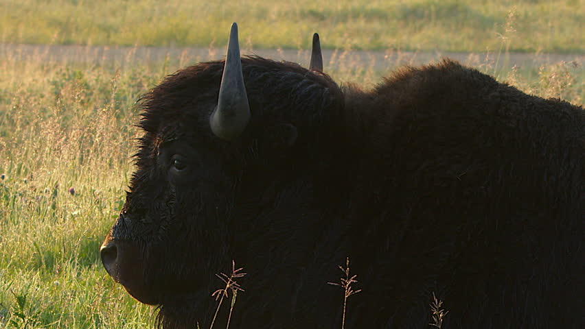 Close up breath steams from bison laying on cool golden prairie morning