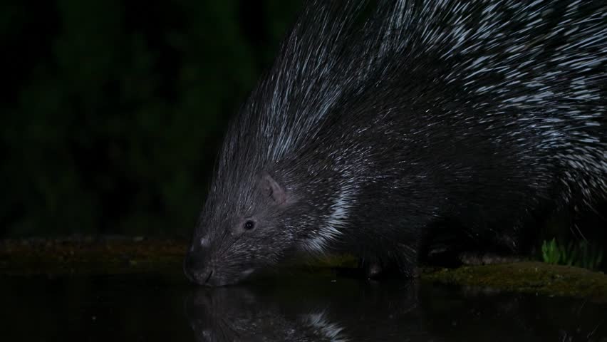 Indian Crested Porcupine is drinking at night from a natural spring