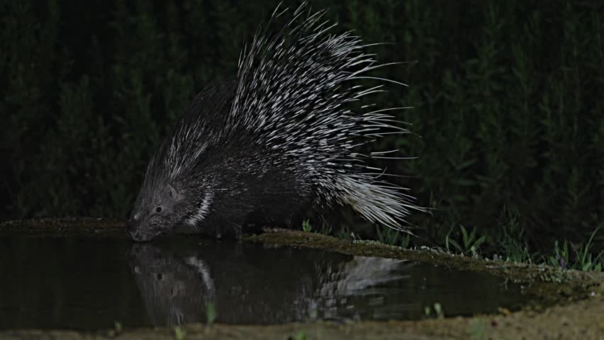 Indian Crested Porcupine is drinking at night from a natural spring