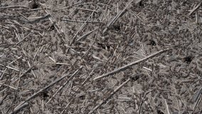 Natural Earth Ground Texture Featuring Ants Twigs, Small Debris, and Organic Elements Present - Powered by Shutterstock - Get 15% off with code: PIKWIZARD15