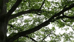 Sunlight gently pours through the curved branches of majestic oak tree, creating a warm, golden glow. The play of light and shadow highlights the natural beauty and serenity of the forest - Powered by Shutterstock - Get 15% off with code: PIKWIZARD15