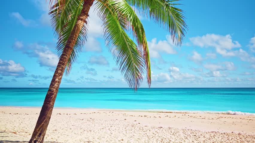 Landscape of tropical beach with white sand and colorful palm tree against azure waters of Caribbean sea. Sunny coast with coconut palm on exotic paradise island. Summer seascape.