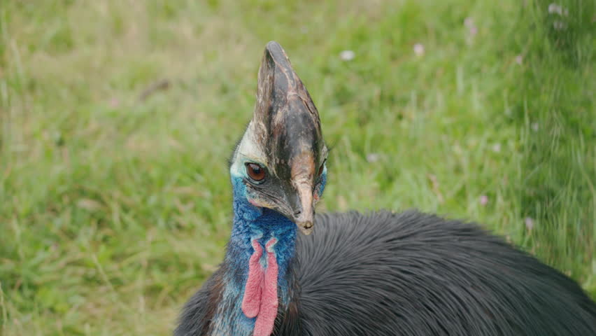 Close-up of a southern cassowary with striking blue skin, helmet-like casque, and long red wattles standing on green grass. High quality 4k footage