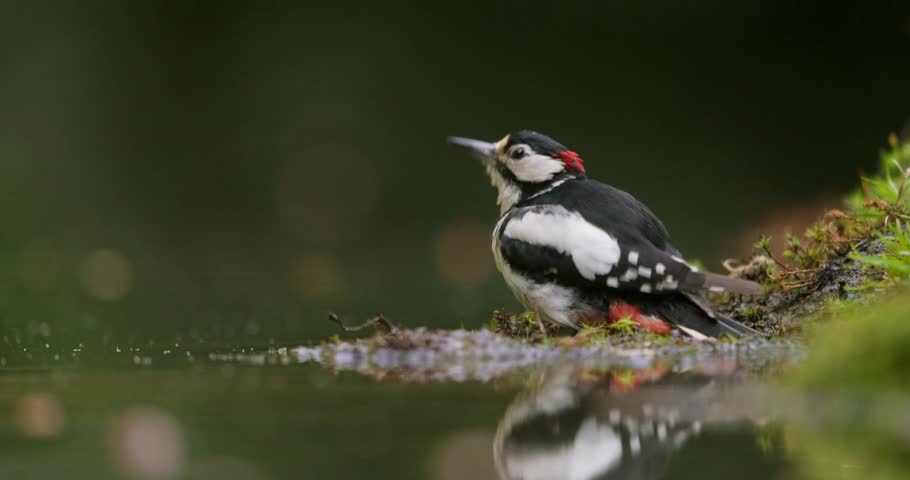 Great spotted woodpecker bird flaps wings in shallow water, close-up