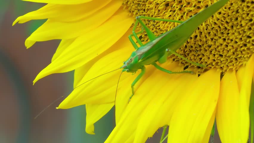 Grasshopper and Sunflower in the garden Close Up Macro 4k