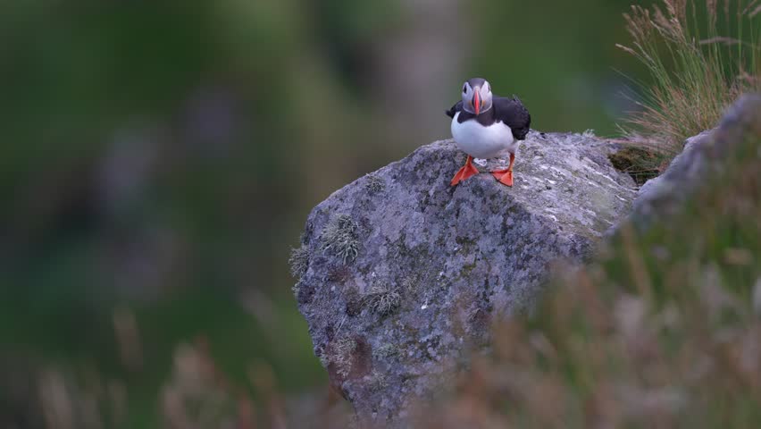Atlantic Puffin, Fratercula artica, artic black and white cute bird with red bill sitting on the rock, nature habitat, Runde island, Norway. Wildlife dark night. Funny bird on coast wide landscape.