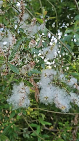 Closeup of fluffy willow seed tufts (Salix) hanging on branches in summer. The white cotton-like fibers are ready to be carried away by the wind. Natural background.