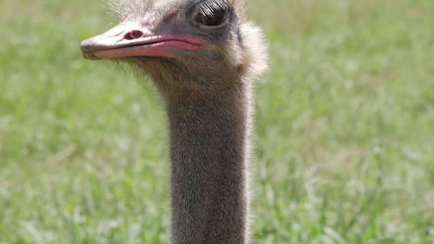Ostrich head close-up, long neck, sunny green field, peaceful animal wildlife view