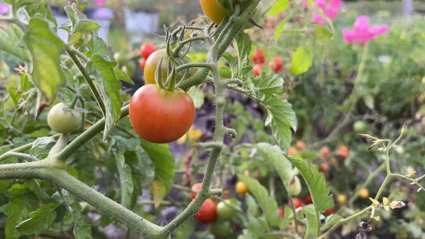 Cherry red tomato bushes grow in a garden bed. Close up. Raised garden, terraced bed. Edible foliage. For video presentation. Background.