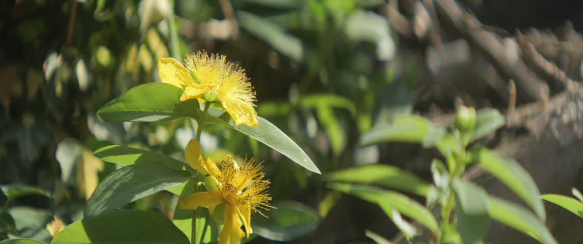 Close-up of St. Johns wort plant 4K anamorphic video