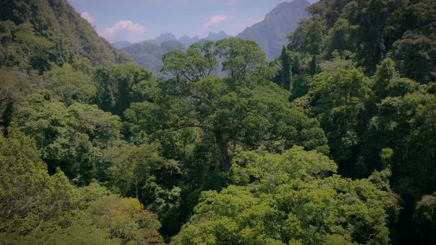 Aerial footage of a giant tree rising above the dense rainforest in Khao Sok National Park, Thailand. Captures the pristine beauty of Southeast Asia’s tropical wilderness.