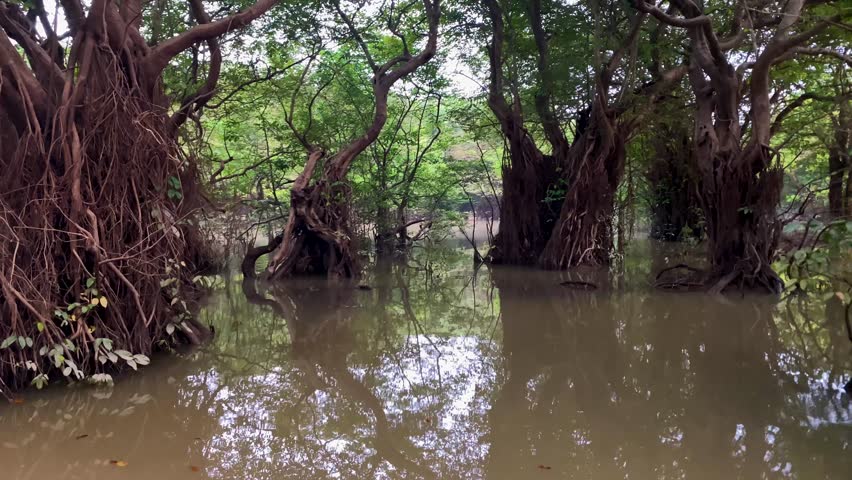 Flooded Trees In Mangrove Rainforest - POV
