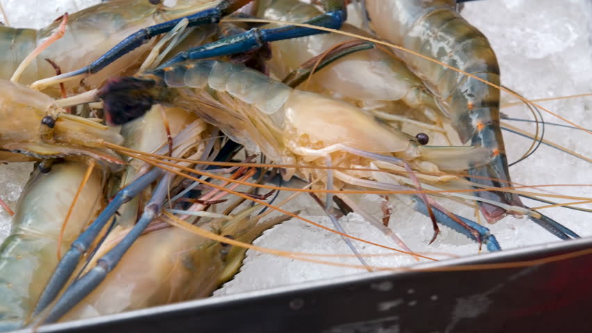shrimp beats its tail. Shrimps on ice are sold at the market