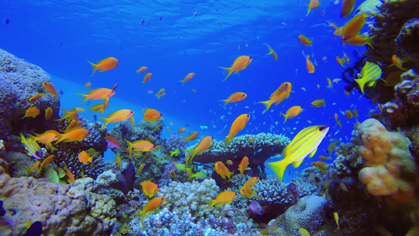 Blue Water Background and Tropical Fish. Underwater sea fish. Tropical fish reef marine. Colourful underwater seascape. Reef coral scene. Coral garden seascape. Colourful tropical coral reefs.