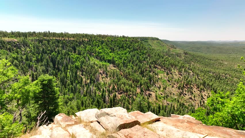 Aerial view of trees in Willow Springs Lake, United States.